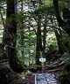 Gammel skov Yakushima